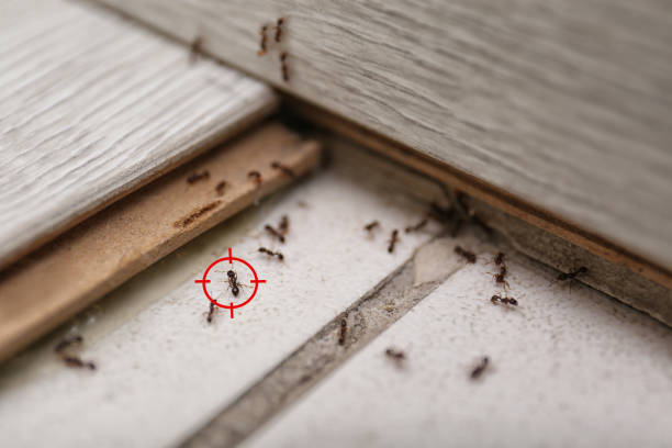 Best Pest Control for Businesses  in Miller, SD